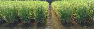 Rice-Fish Farming System in India – Conservation and Promotion